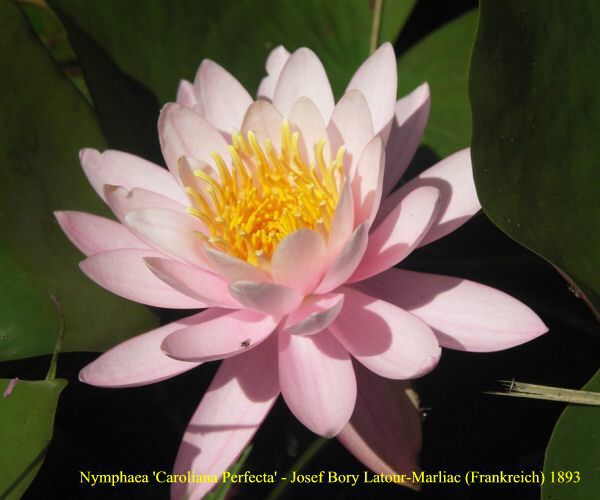 Nymphaea 'Caroliniana Perfecta'